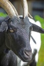 Closeup of an adult goat with a black head and horns Royalty Free Stock Photo