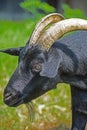 Closeup of an adult goat with a black head and horns Royalty Free Stock Photo