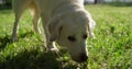 Closeup adult golden retriever smelling grass searching in sunny park. Royalty Free Stock Photo