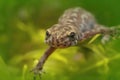 Closeup on an adult Greek Alpine newt, Ichthyosaura alpestris veluchiensis, swimming Royalty Free Stock Photo