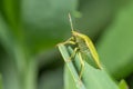 Closeup of an adult green shield bug sitting on a green leaf Royalty Free Stock Photo