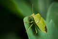 Closeup of an adult green shield bug sitting on a green leaf Royalty Free Stock Photo