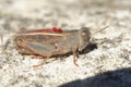 Closeup on an adult Italian locust, Calliptamus italicus, sitting on a stone , with red eggs of a parasite on it's