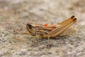 Closeup on an adult Jersey grasshopper, Euchorthippus elegantulus, whith the orange egg of a parasite Royalty Free Stock Photo