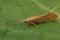 Closeup on an adult large European pale yellow colored Caddis Fly, Grammotaulius nigropunctatus