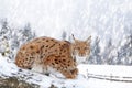 Closeup Adult Lynx in cold time. Bobcat snow in wild winter nature