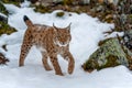 Closeup Adult Lynx in cold time. Bobcat snow in wild winter nature Royalty Free Stock Photo