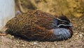 Closeup of adult male madagascan partridge, small pheasant from the moist forests of madagascar Royalty Free Stock Photo