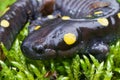 Closeup on an adult male North-American Spotted mole salamander, Ambystoma maculatum