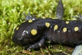 Closeup on an adult male North-American Spotted mole salamander, Ambystoma maculatum