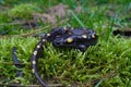 Closeup on an adult male North-American Spotted mole salamander, Ambystoma maculatum