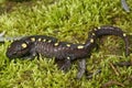 Closeup on an adult male North-American Spotted mole salamander, Ambystoma maculatum