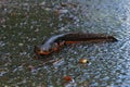 Closeup on a adult male roughskinned newt, Taricha granulosa,