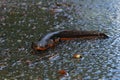 Closeup on a adult male roughskinned newt, Taricha granulosa crossing the road