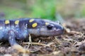 Closeup of an adult of a male spotted salamander , Ambystoma maculatum Royalty Free Stock Photo