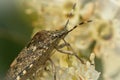 Closeup on an adult  mottled shieldbug, Rhaphigaster nebulosa, sitting on a white flower Royalty Free Stock Photo