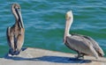 Closeup of an adult North American brown pelican standing with a younger bird on the edge of a dock. Royalty Free Stock Photo