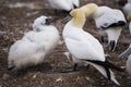 Closeup of adult northern gannet standing in front of large fledgling