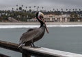 Closeup of an adult Pacific brown pelican in Oceanside, Southern California