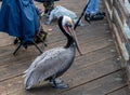 Closeup of an adult Pacific brown pelican in Oceanside, Southern California, trying to steal the catch from people