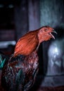 Closeup adult rooster crowing portrait