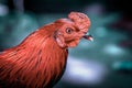 Closeup adult rooster portrait