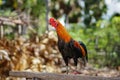 Closeup adult rooster portrait