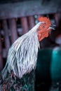 Closeup adult rooster portrait