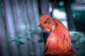 Closeup adult rooster portrait