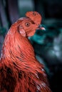 Closeup adult rooster portrait