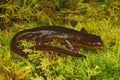 Closeup on an adult rough Northern skinned newt, Taricha granulosa on green moss