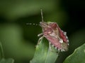 Closeup of an adult sloe bug sitting on a green leaf Royalty Free Stock Photo