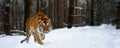 Closeup Adult Tiger in cold time. Tiger snow in wild winter nature