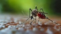 closeup of aedes aegypti in natural habitat