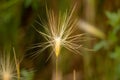 Closeup of an Aegilops biuncialis Royalty Free Stock Photo