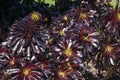 Closeup of aeonium arboreum `Zwartkop` cultivar rosettes