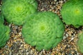 Closeup of aeonium plants on the ground