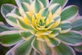 Closeup of aeonium sunburst succulent growing in sunlight