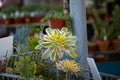 Closeup of Aeonium Sunburst Succulents growing in a pot