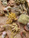 A closeup aerial view photo of a collection of diverse small cactuses