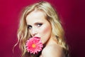 Closeup afce portrait of beautiful passionate blonde woman holding gerbera flower near face isoalted on pink. Royalty Free Stock Photo