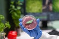 Closeup of african american scientist holding petri dish with vegan meat in hands Royalty Free Stock Photo