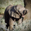 Baby elephant in South Africa Royalty Free Stock Photo