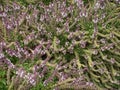 Closeup of African Blue Basil Blooming with Purple Flowers