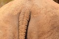 Closeup of african bush rhino rear with part of the tail