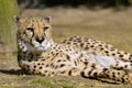 African Cheetah lying on ground Royalty Free Stock Photo