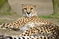 African Cheetah lying on ground Royalty Free Stock Photo