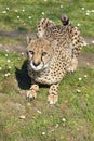 African Cheetah lying grass Royalty Free Stock Photo