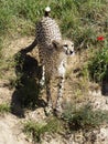 Closeup of African cheetah standing on ground