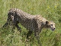 Closeup of African Cheetah in tall grasses Royalty Free Stock Photo